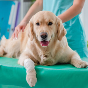 Golden retriever dog on a veterinary table.